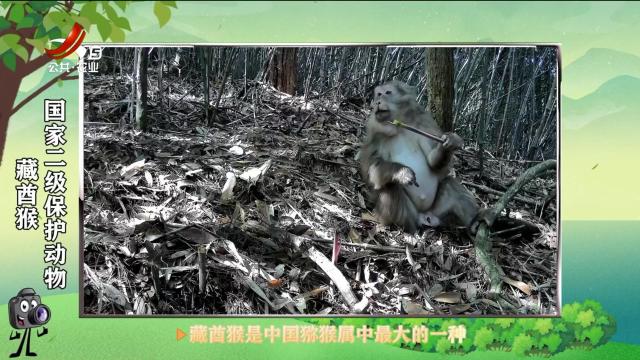绿野秘踪20250511