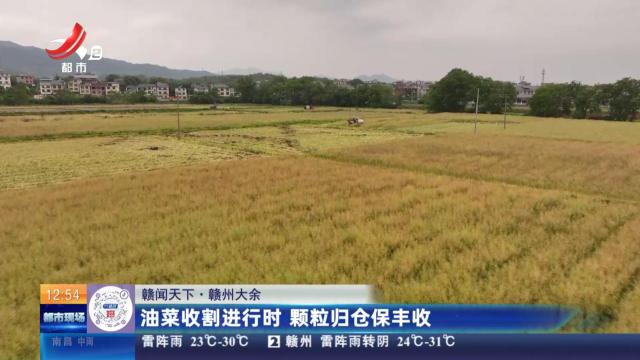 【赣闻天下】赣州大余：油菜收割进行时 颗粒归仓保丰收
