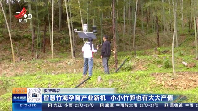 【数智赣农】智慧竹海孕育产业新机 小小竹笋也有大大产值