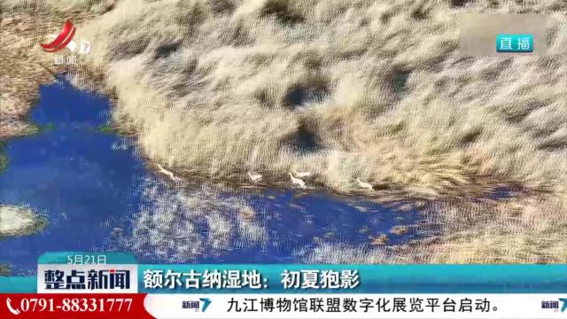 额尔古纳湿地：初夏狍影