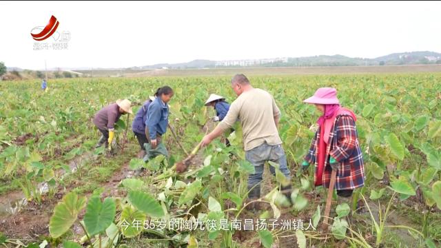 稻花香里20250507 南昌农业品牌工程——久有匠心产业兴