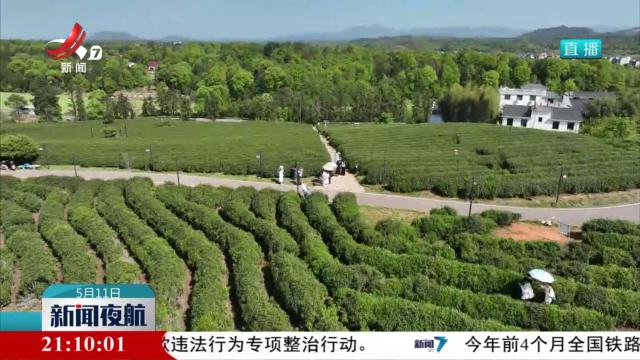 茶香古韵引客来 农旅融合促振兴