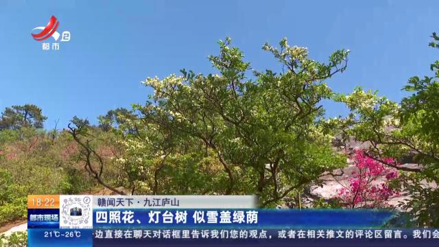 【赣闻天下】九江庐山：四照花、灯台树 似雪盖绿荫