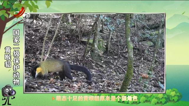 绿野秘踪20250515