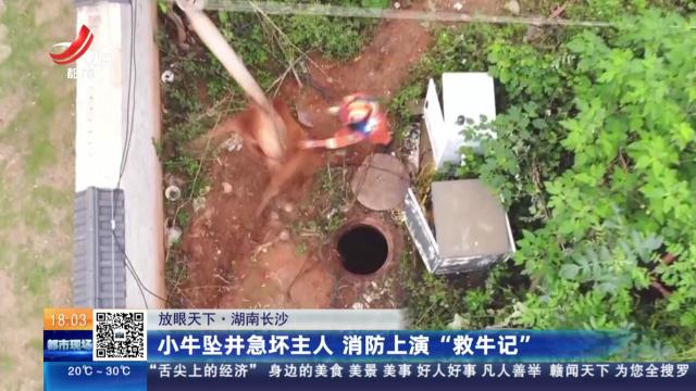 【放眼天下】湖南长沙：小牛坠井急坏主人 消防上演“救牛记”