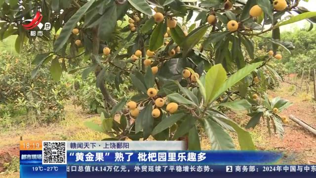 【赣闻天下】上饶鄱阳：“黄金果”熟了 枇杷园里乐趣多