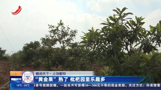 【赣闻天下】上饶鄱阳：“黄金果”熟了 枇杷园里乐趣多