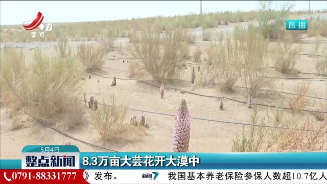 8.3万亩大芸花开大漠中