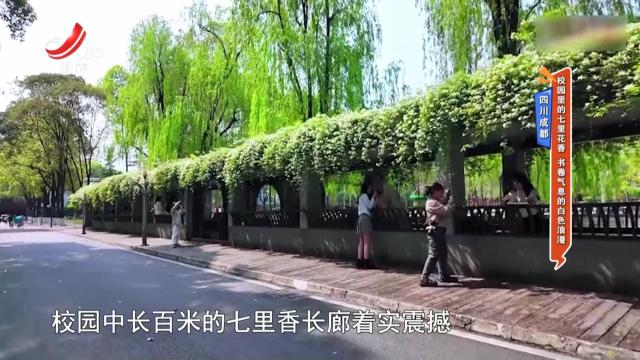 四川成都：校园里的七里花香 书卷气息的白色浪漫