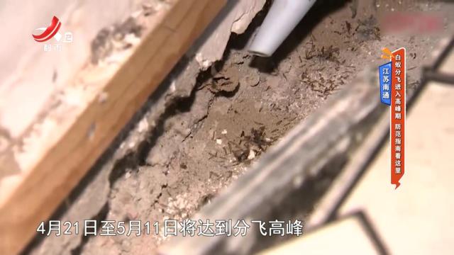 江苏南通：白蚁分飞进入高峰期 防范指南看这里