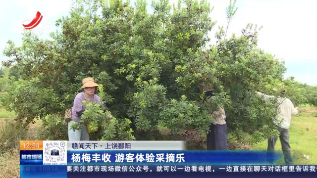 【赣闻天下】上饶鄱阳：杨梅丰收 游客体验采摘乐