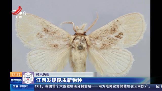 江西发现昆虫新物种