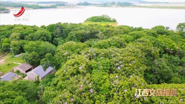 九江：鄱阳湖畔小苍鹭振翅学飞 谱写生态美景