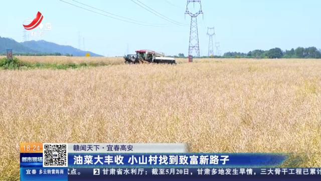 【赣闻天下】宜春高安：油菜大丰收 小山村找到致富新路子