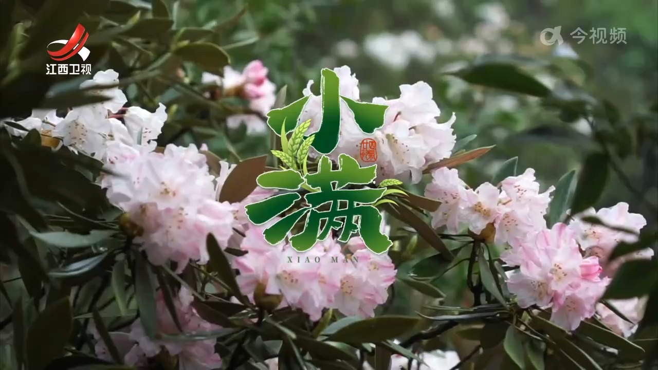 二十四节气·小满