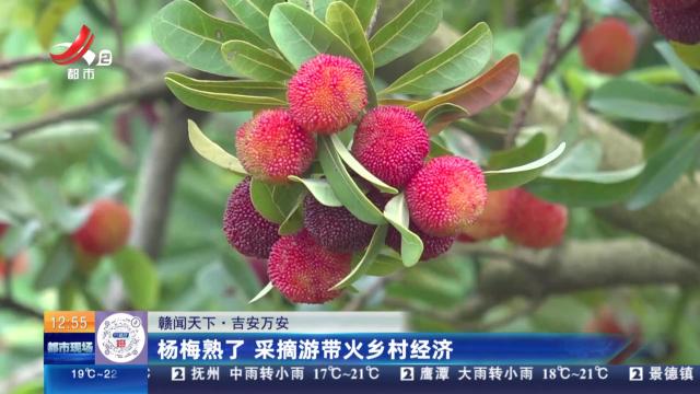 【赣闻天下】吉安万安：杨梅熟了 采摘游带火乡村经济