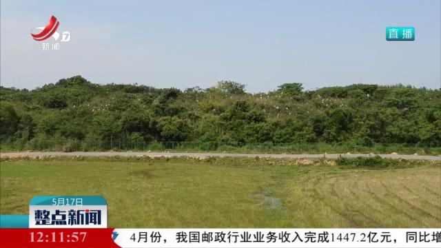 南昌象山森林公园鹭鸟进入孵化哺育旺季