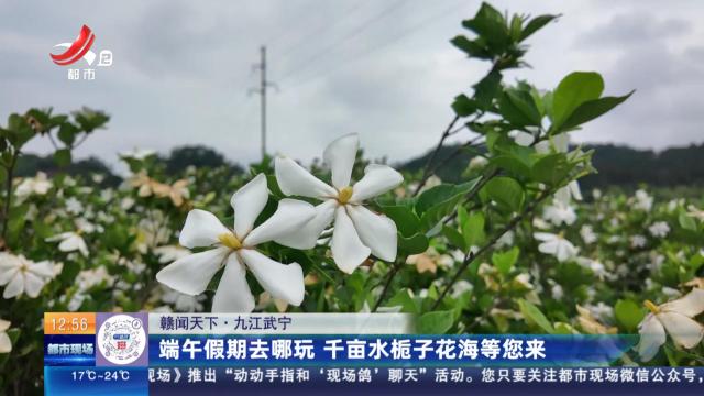 【赣闻天下】九江武宁：端午假期去哪玩 千亩水栀子花海等您来
