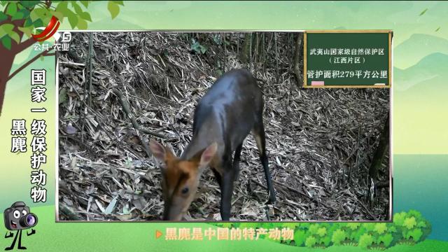 绿野秘踪20250525
