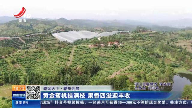 【赣闻天下】赣州会昌：黄金蜜桃挂满枝 果香四溢迎丰收