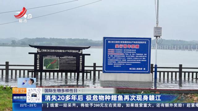 【国际生物多样性日】江西：消失20多年后 极危物种鳤鱼再次现身赣江