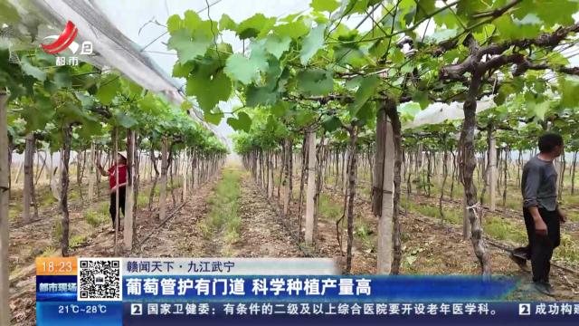 【赣闻天下】九江武宁：葡萄管护有门道 科学种植产量高