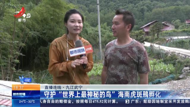 【直播连线】九江武宁：守护“世界上最神秘的鸟”海南虎斑鳽孵化