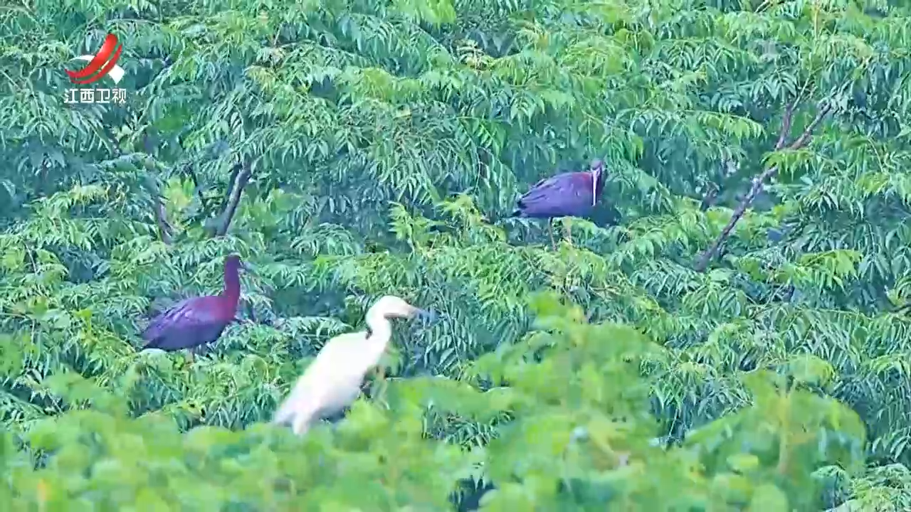 江西首次发现彩鹮筑巢繁殖