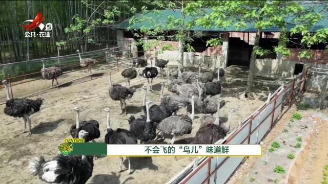从田园到餐桌20250531