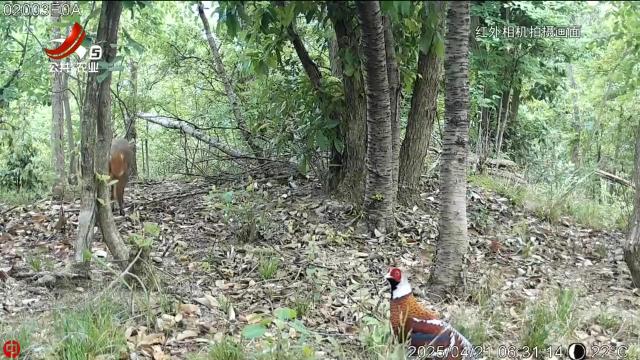 国家一级 “三有”野生保护动物同框出镜