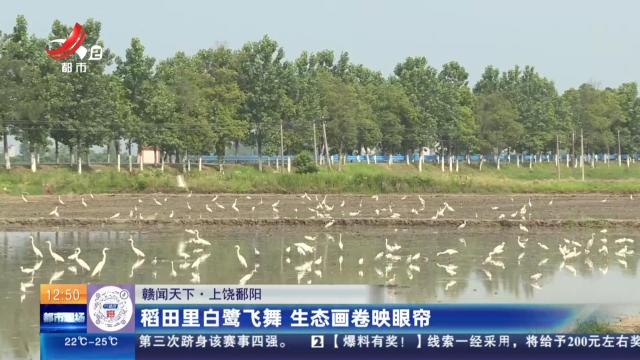 【赣闻天下】上饶鄱阳：稻田里白鹭飞舞 生态画卷映眼帘