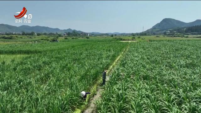 三农头条20250520