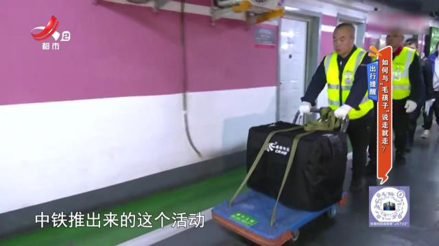出行提醒：如何与“毛孩子”说走就走？