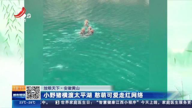 【放眼天下】安徽黄山：小野猪横渡太平湖 憨萌可爱走红网络