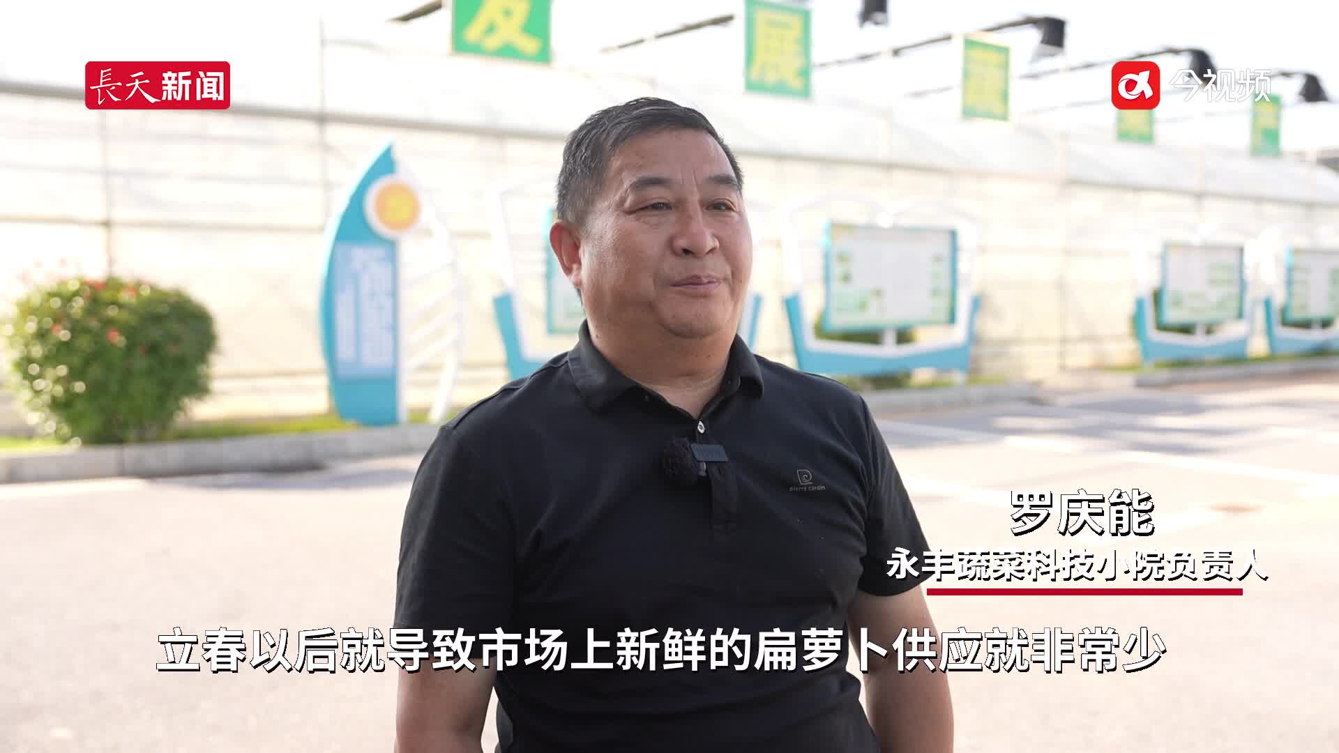 吉安永丰：扁萝卜春季栽培试验成功 首批上市