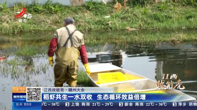 【江西政能亮】赣州大余：稻虾共生一水双收 生态循环效益倍增