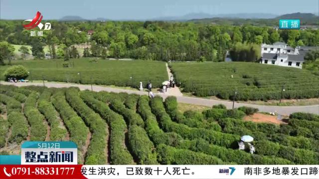 茶香古韵引客来 农旅融合促振兴