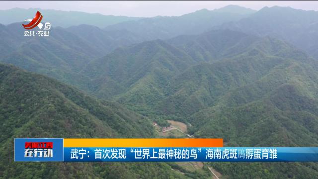 美丽江西在行动20250525 武宁：首次发现“世界上最神秘的鸟”海南虎斑鳽孵蛋育雏