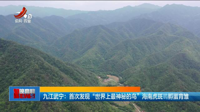九江武宁：首次发现“世界上最神秘的鸟”海南虎斑鳽孵蛋育雏