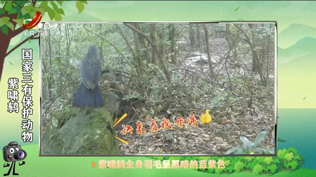 绿野秘踪20250513