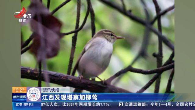 江西发现堪察加柳莺