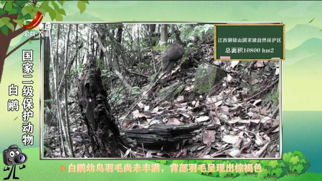 绿野秘踪20250528