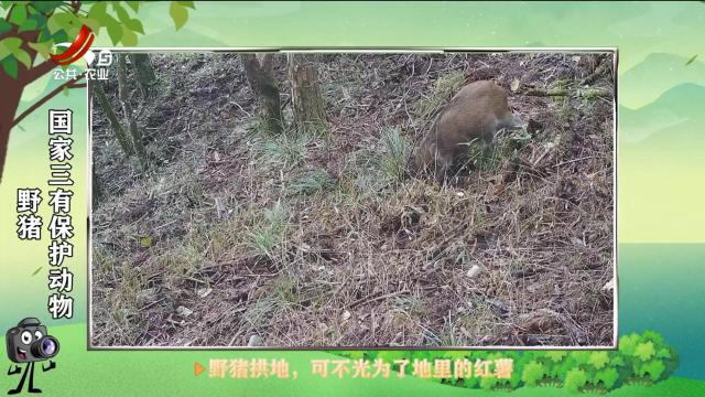 绿野秘踪20250524
