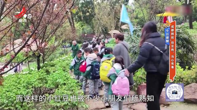 今日提醒——成都掀起“捡豆热” 当心有毒