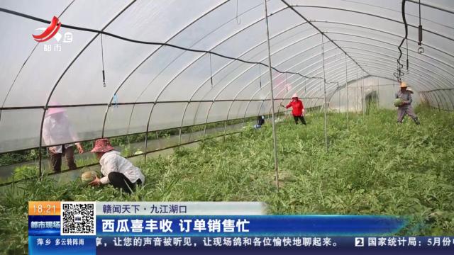 【赣闻天下】九江湖口：西瓜喜丰收 订单销售忙