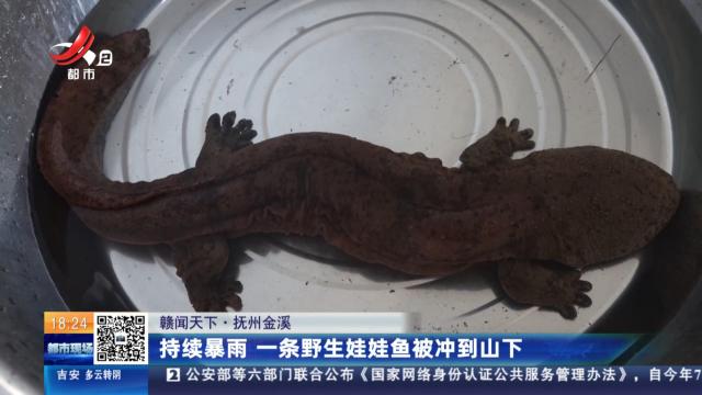 【赣闻天下】抚州金溪：持续暴雨 一条野生娃娃鱼被冲到山下