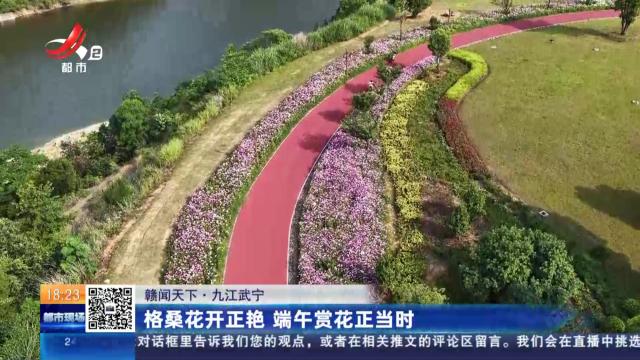 【赣闻天下】九江武宁：格桑花开正艳 端午赏花正当时