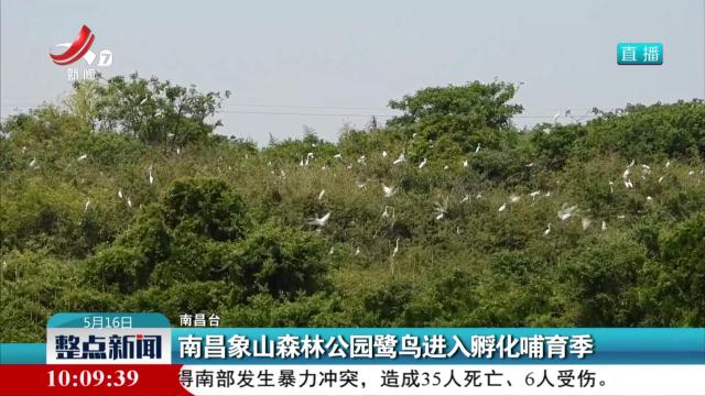 南昌象山森林公园鹭鸟进入孵化哺育季