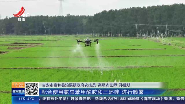 【赣闻天下】吉安泰和：雷暴大雨过后 农技专家下田护秧苗