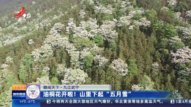 【赣闻天下】九江武宁：油桐花开啦！ 山里下起“五月雪”